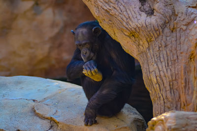 Monkey sitting on a tree