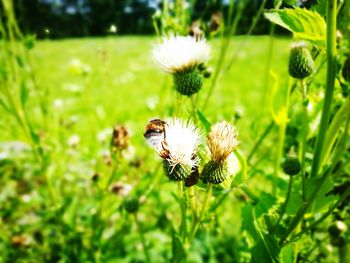 Close-up of honey bee on white flower