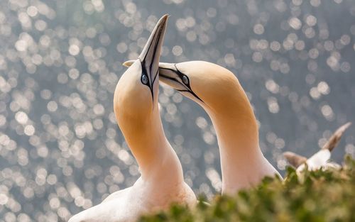 Close-up of gannets on field
