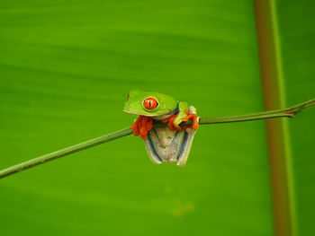 Close-up of frog on leaf