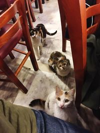 Portrait of cat on chair