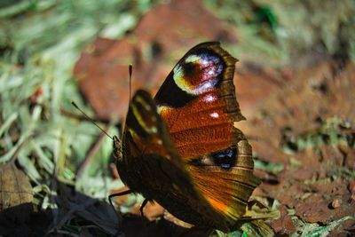 Close-up of butterfly on rock
