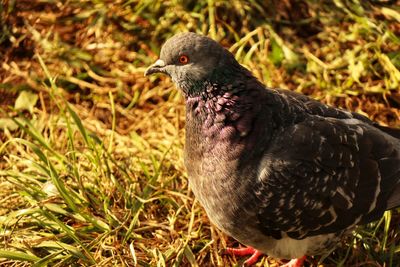 Close-up of pigeon perching on field