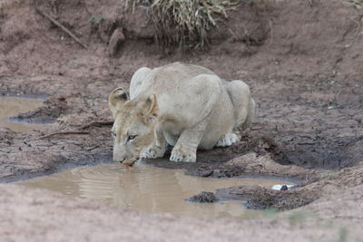 Lion drinking water in a puddle