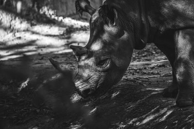 Close-up of rhinoceros in forest