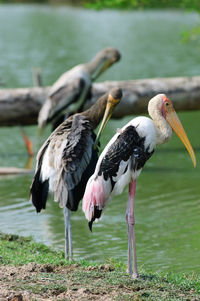 Close-up of pelican on lake