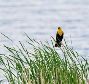 Close-up of bird perching on grass by lake