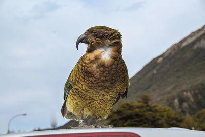 Low angle view of owl perching on a bird