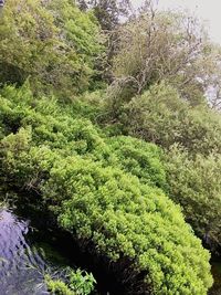 Plants growing in forest