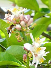 Close-up of white flowers