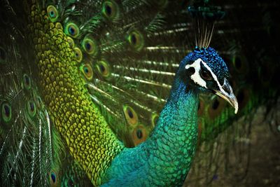 Close-up of a peacock