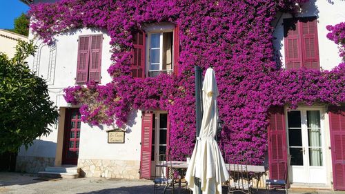 Pink flowers on tree in city