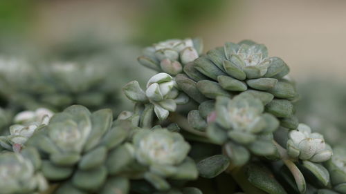 Close-up of flowering plant