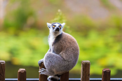 Close-up portrait of lemur sitting on fence