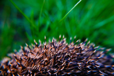 Close-up of dried plant on field