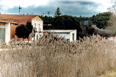 Houses on field