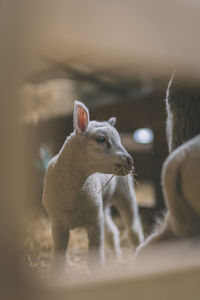 Newborn lamb eating grass