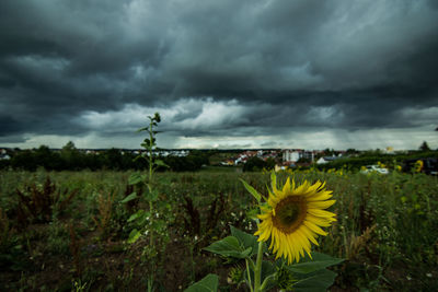 Scenic view of sunflower field against cloudy sky