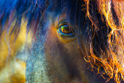 Close-up of multi colored eye