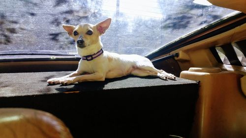 Dog looking away while sitting on window at home