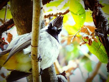 Low angle view of bird perching on tree