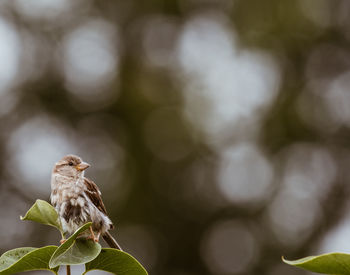 Close-up of bird perching on a plant