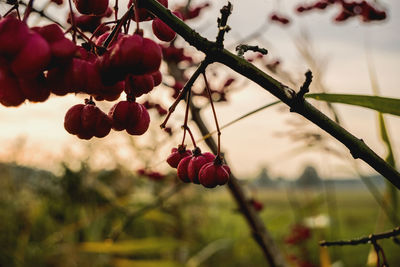 Close-up of red berries on tree