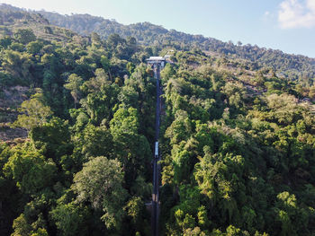 High angle view of trees on mountain