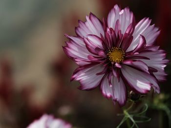 flowering plant