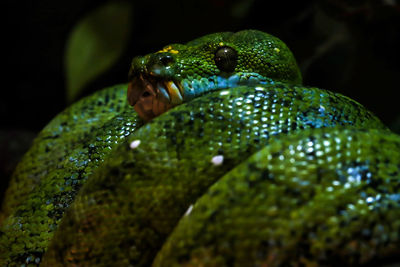 Close-up of frog on leaf