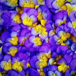 Full frame shot of purple flowering plants. viola flowers.