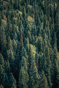 High angle view of pine trees in forest