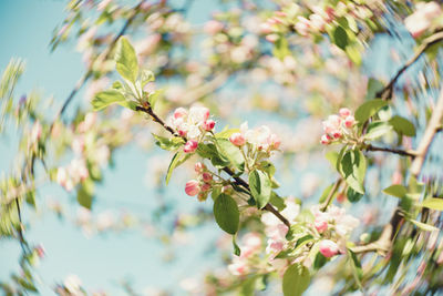 Close-up of pink flowers