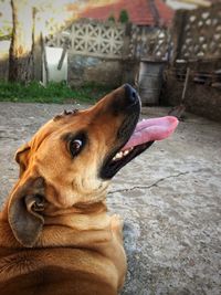 Close-up of dog sticking out tongue