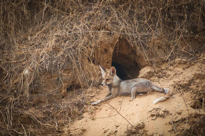 High angle view of fox lying on land