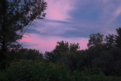 Silhouette trees against sky during sunset