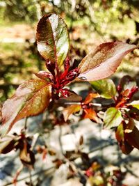 Close-up of red flowering plant during autumn