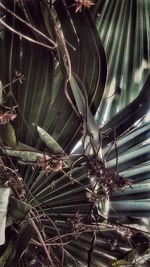 Close-up of spider web on tree