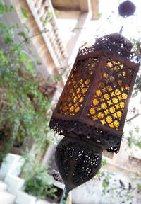 Low angle view of lantern hanging on plant