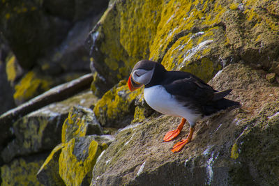 Bird perching on rock