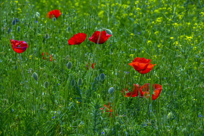 Close-up of red poppy flowers growing on field