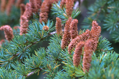 Close-up of pine cone on tree