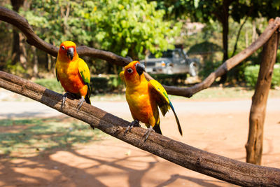 Bird perching on branch