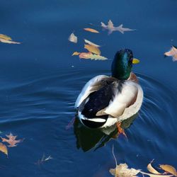 Duck in water