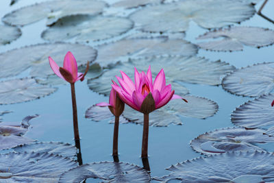 Close-up of pink water lily in lake