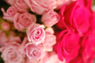 Close-up of pink roses