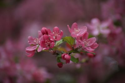 Close-up of pink flowering plant