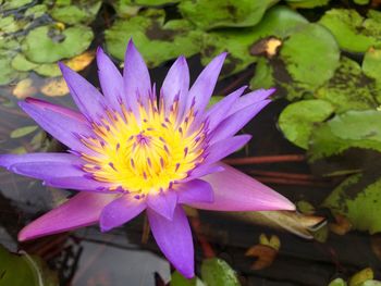 Close-up of purple water lily