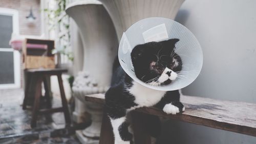 Cat looking away while sitting on table