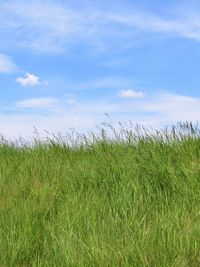 Crops growing on field against sky